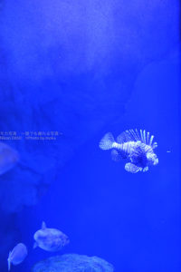 ［６］スポットライトで照らされた水槽の中の魚たち