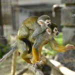 ［６］リスザル親子の失敗記念写真！！