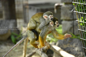 ［６］リスザル親子の失敗記念写真！！