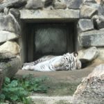 ［６］ニコンカレッジでホワイトタイガーに出会った！！