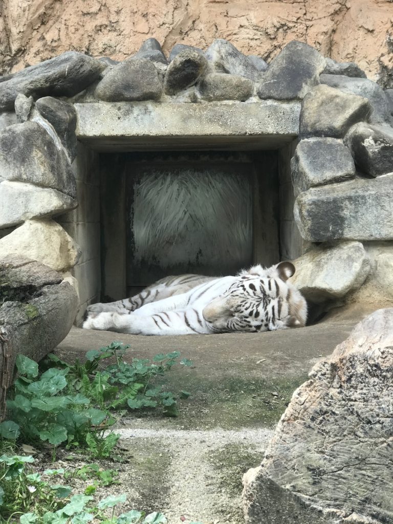 ［６］ニコンカレッジでホワイトタイガーに出会った！！