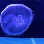 ［６］iPhoneでゆらゆら揺れるクラゲの写真を撮る！！