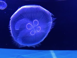 ［６］iPhoneでゆらゆら揺れるクラゲの写真を撮る！！