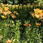 ［６］梅雨時期の６月が見頃の百合の花を撮る！！