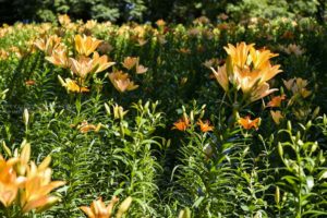 ［６］梅雨時期の６月が見頃の百合の花を撮る！！
