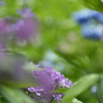 ［６］前ボケを使って、紫陽花の花の写真を演出！！