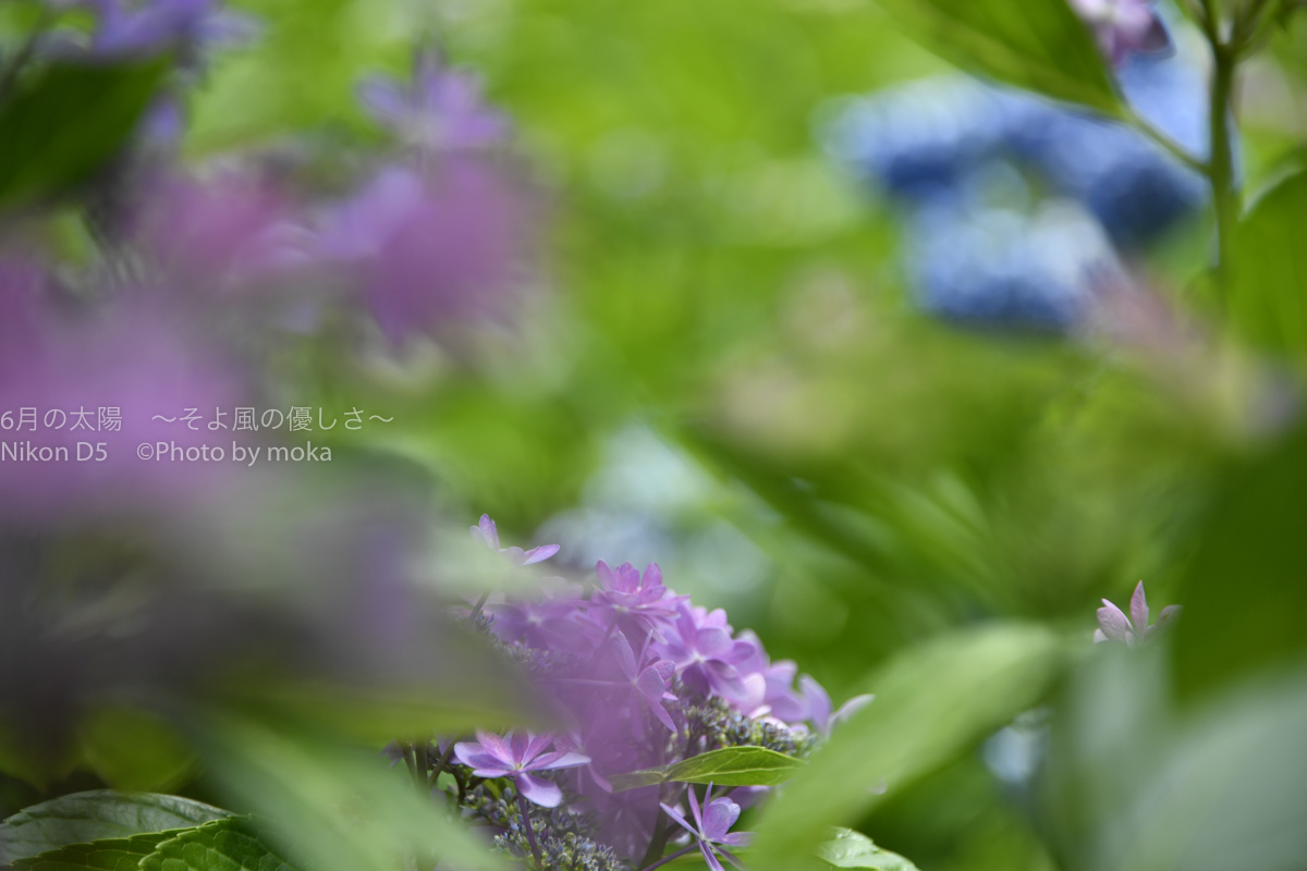 ［６］前ボケを使って、紫陽花の花の写真を演出！！