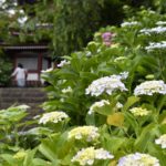 ［６］千葉県松戸にある本土寺で紫陽花の撮影を楽しむ！