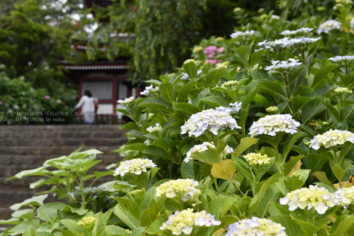 ［６］千葉県松戸にある本土寺で紫陽花の撮影を楽しむ！