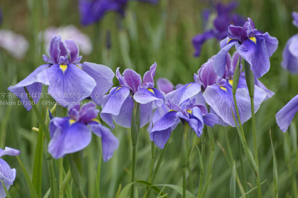 ［６］梅雨の季節は、紫陽花と一緒に花菖蒲の花も楽しもう！！