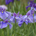 ［６］梅雨の季節は、紫陽花と一緒に花菖蒲の花も楽しもう！！