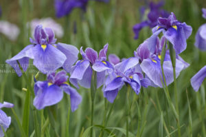 ［６］梅雨の季節は、紫陽花と一緒に花菖蒲の花も楽しもう！！