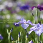 ［６］葛飾菖蒲まつりで、一面に咲いた花菖蒲を満喫！！