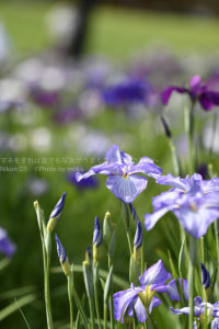 ［６］葛飾菖蒲まつりで、一面に咲いた花菖蒲を満喫！！