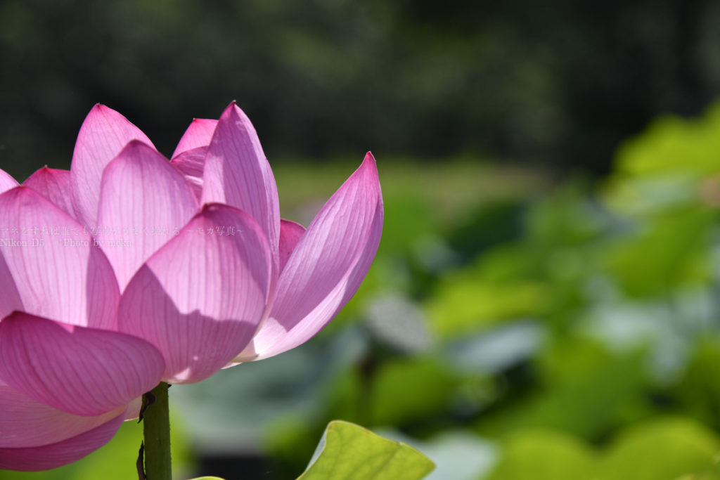 ［６］ピンクの大輪、古代蓮の里で蓮の花を撮る！！