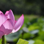 ［６］ピンクの大輪、古代蓮の里で蓮の花を撮る！！