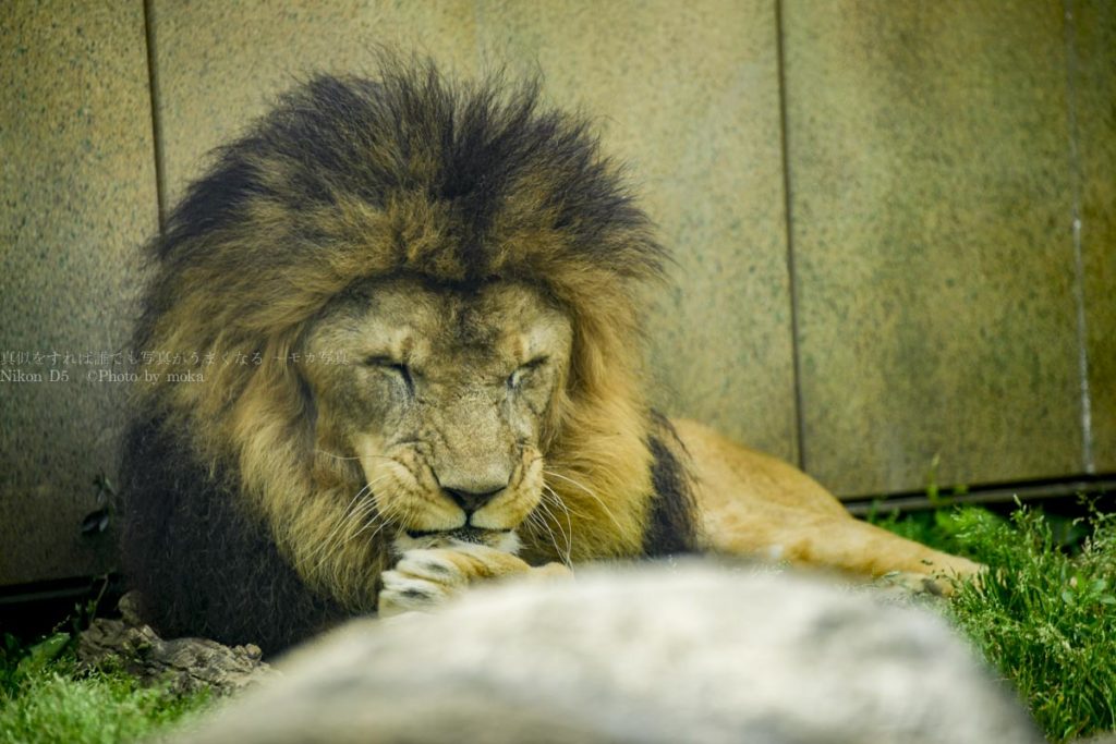［６］ガラスの向こうのライオンを綺麗にかっこ良く撮る！！