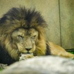 ［６］ガラスの向こうのライオンを綺麗にかっこ良く撮る！！