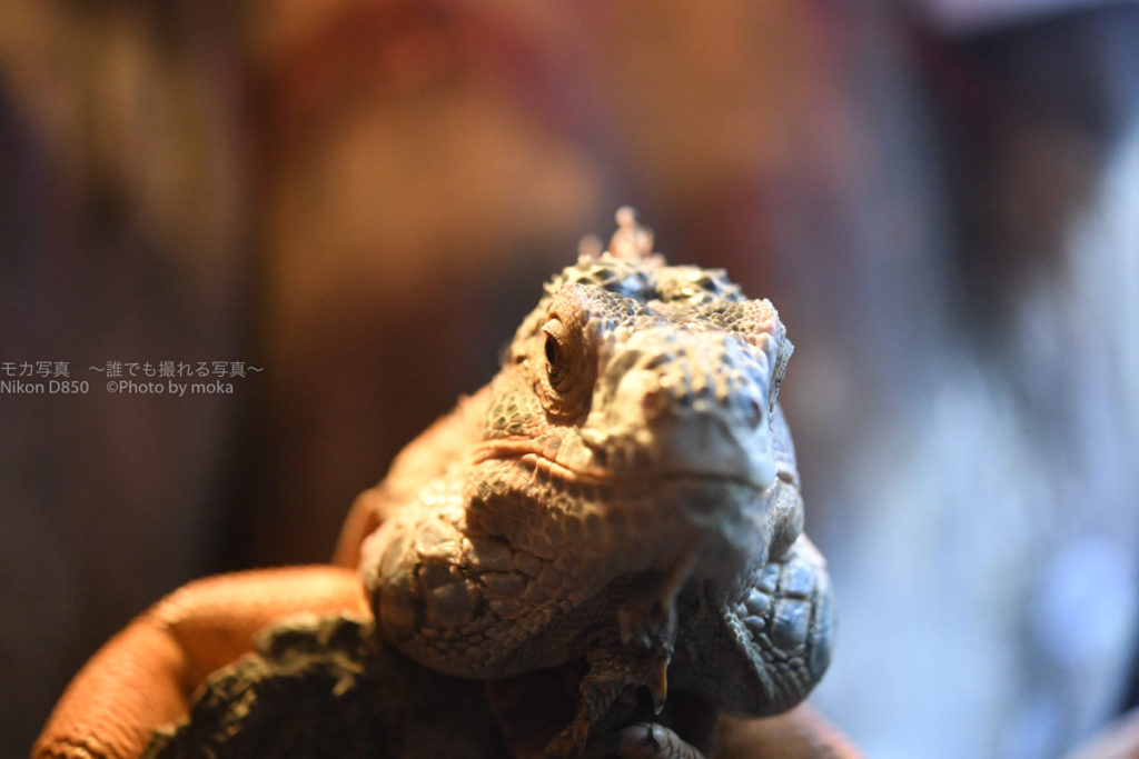 ［６］イグアナを恐竜のように撮影する！！