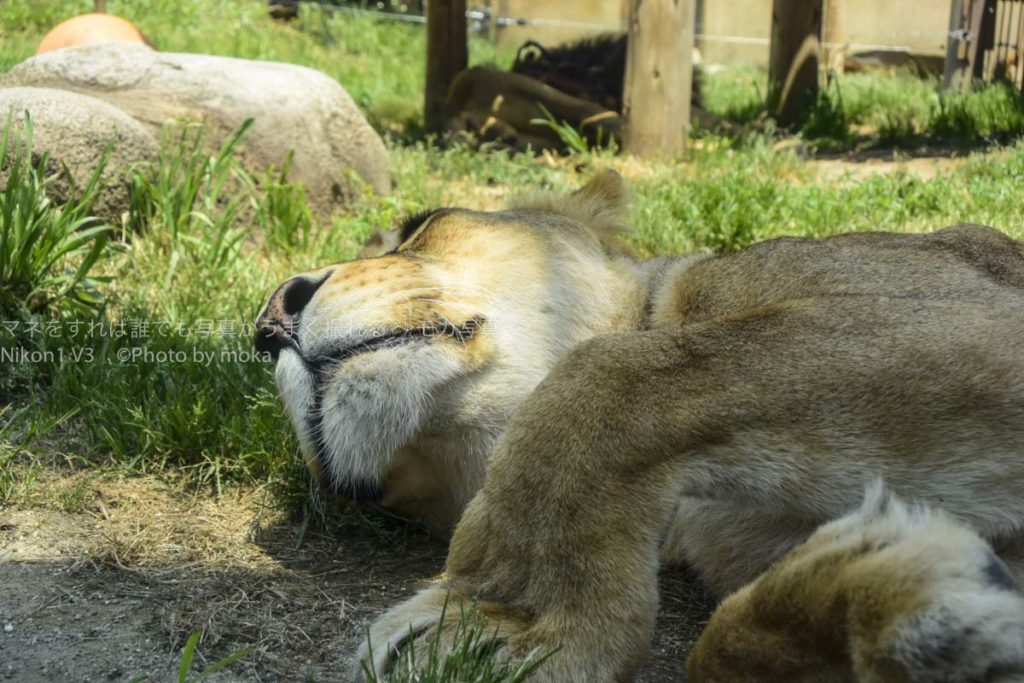 ［６］暑さに耐える動物たちの表情を撮る