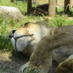 ［６］暑さに耐える動物たちの表情を撮る