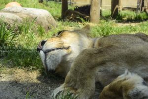 ［６］暑さに耐える動物たちの表情を撮る