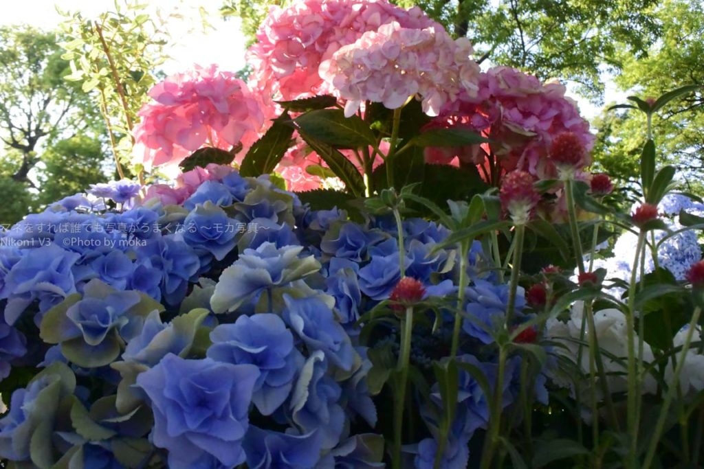 ［６］梅雨を目前に、としまえんのあじさい祭りを満喫しよう！！