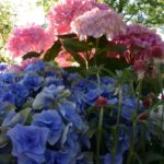 ［６］梅雨を目前に、としまえんのあじさい祭りを満喫しよう！！