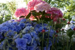 ［６］梅雨を目前に、としまえんのあじさい祭りを満喫しよう！！