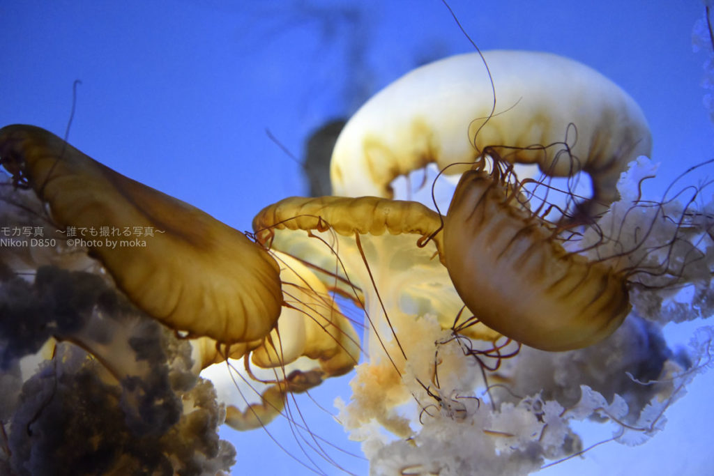 ［６］毒々しいクラゲの姿をシャープに写す！！