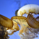 ［６］毒々しいクラゲの姿をシャープに写す！！