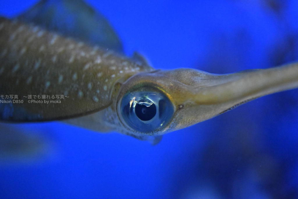 ［６］水族館撮影のコツは「ピントは目」に！！