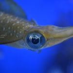 ［６］水族館撮影のコツは「ピントは目」に！！