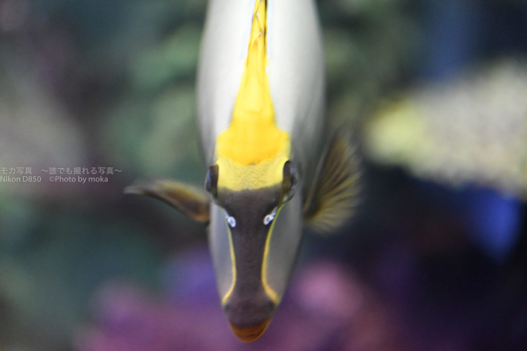 ［６］熱帯魚の顔は「ひょっこりはん」にそっくり！？