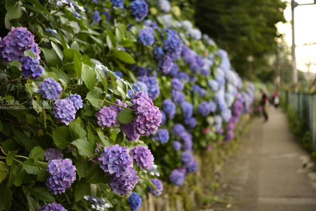 【東京の紫陽花の名所】飛鳥山公園の３５０ｍ続く紫陽花ロードは必見