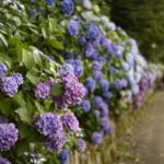 【東京の紫陽花の名所】飛鳥山公園の350m続く紫陽花ロードは必見