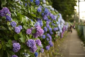 【東京の紫陽花の名所】飛鳥山公園の３５０ｍ続く紫陽花ロードは必見