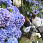 ［６］満開の紫陽花と一緒に記念撮影！！