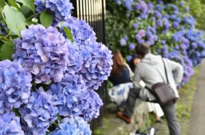 ［６］満開の紫陽花と一緒に記念撮影！！