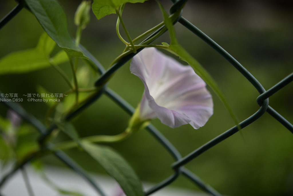 ［６］子供の頃を思い出しながら、朝顔の花を撮る！