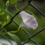 ［６］子供の頃を思い出しながら、朝顔の花を撮る！