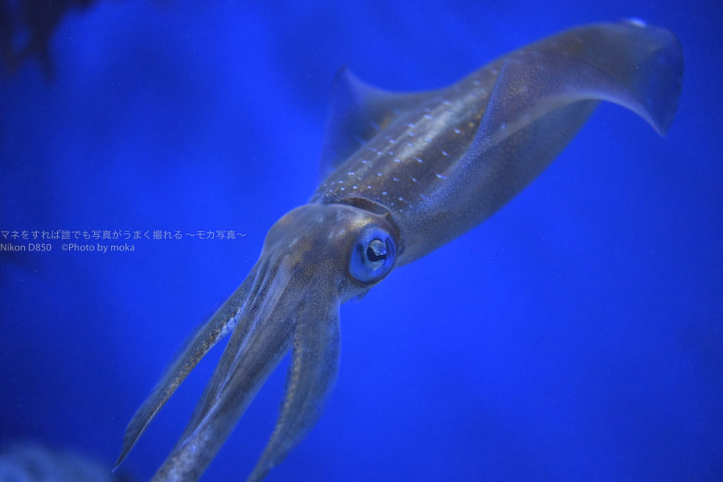 ［６］イカとヒトデのコラボレーションを撮影！！