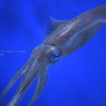 ［６］イカとヒトデのコラボレーションを撮影！！