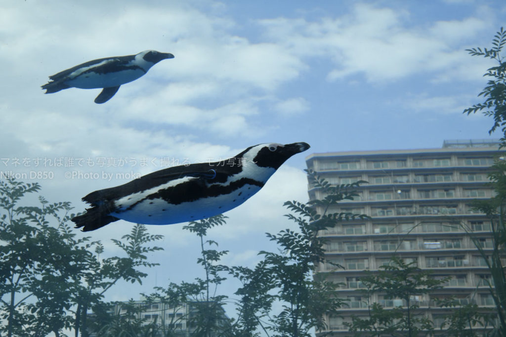 ［６］サンシャイン水族館で空飛ぶペンギンの撮影に初挑戦