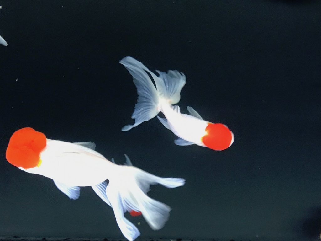 ［６］日本の夏は金魚が似合う！！