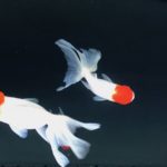 ［６］日本の夏は金魚が似合う！！