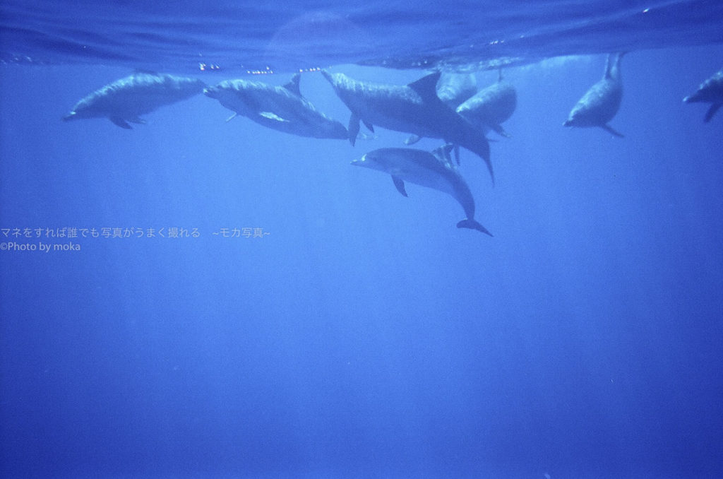 ［６］水中写真を写ルンですで撮ってみた。