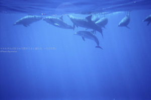 ［６］水中写真を写ルンですで撮ってみた。