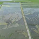 ［６］２０１８年の田んぼアートのテーマは「大いなる翼とナスカの地上絵」