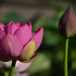 ［６］炎天下で蓮の花の撮影方法を考えながら撮ってみよう！！